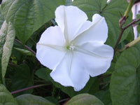 Twinkle Star Nighttime Flower Seeds for Planting