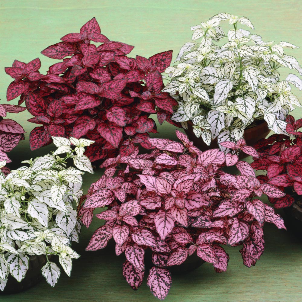 Hypoestes Flower seeds for Planting - Long Bloom Season, Heirloom & GMO Free Seeds for Home Garden