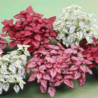 Hypoestes Flower seeds for Planting - Long Bloom Season, Heirloom & GMO Free Seeds for Home Garden