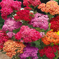 Mixed Achillea Millefolium Flower Planting Seeds for Vibrant Gardens