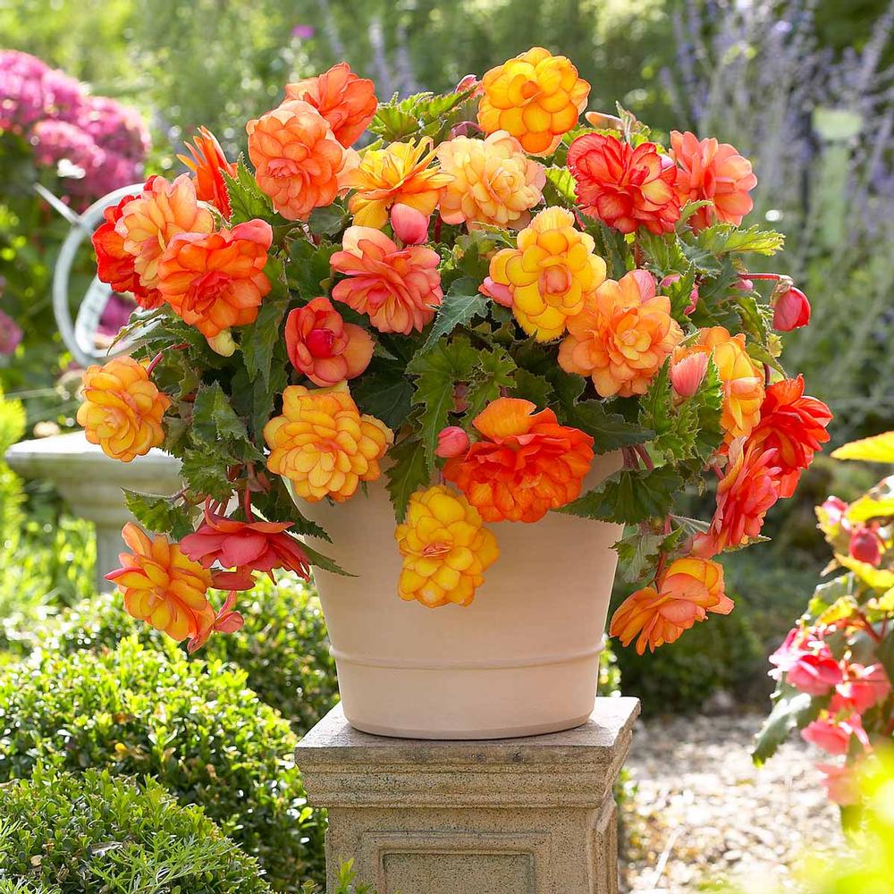 Begonia Seeds for Planting flower bed home garden
