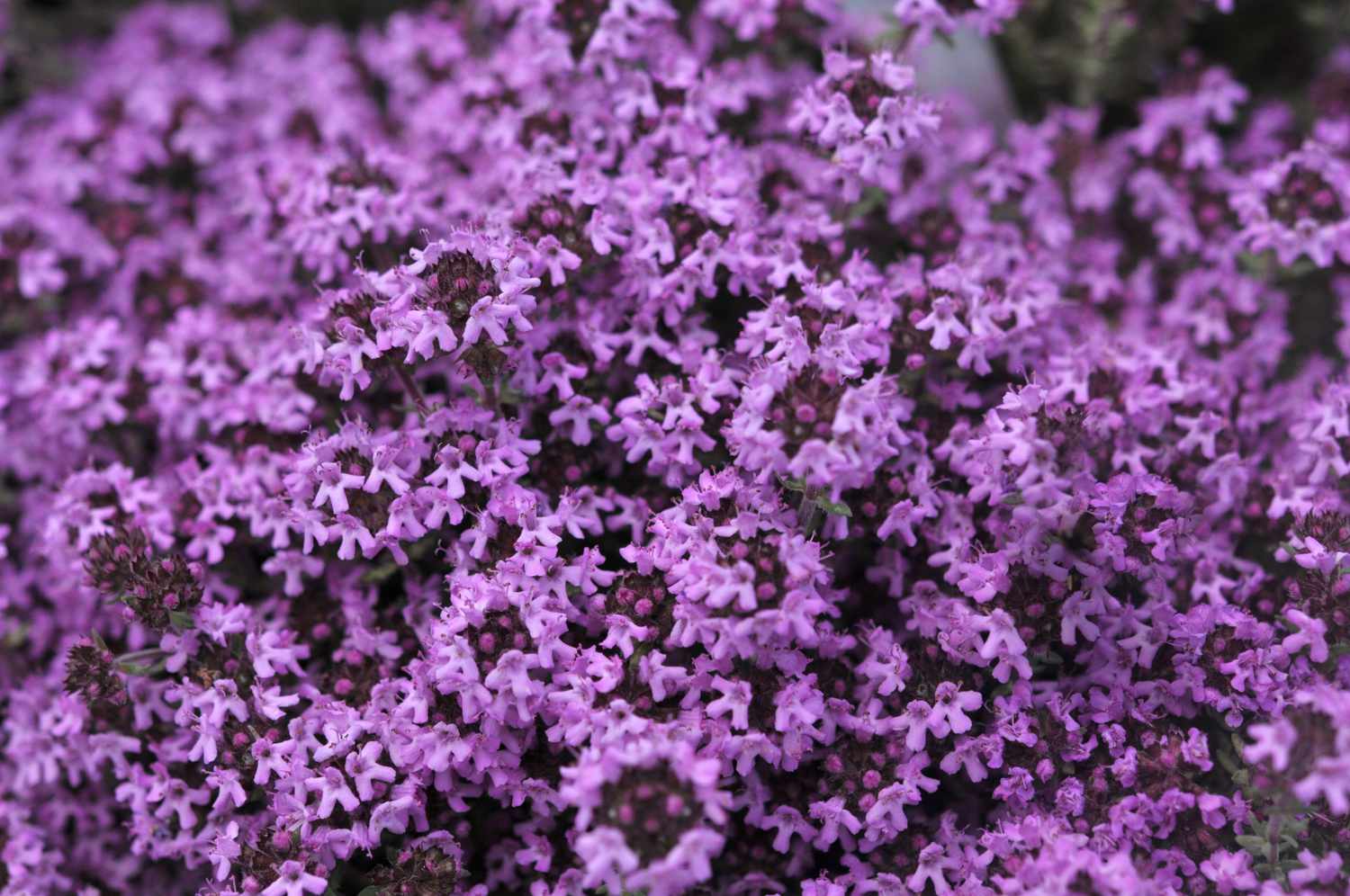 Creeping Thyme Planting Seeds  Perfect Ground Cover Flowers