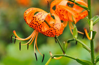 Orange Miniata Flower Seeds for Planting - Perennial Bloomers