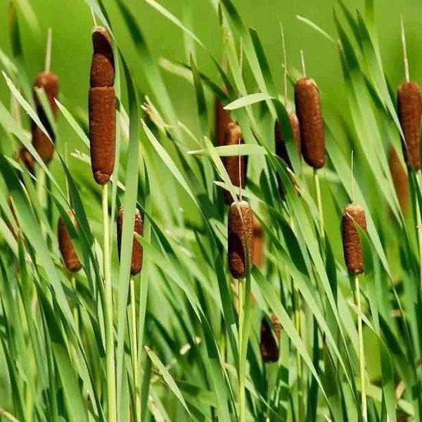 Cattails Flower seeds for Planting Seasonal Bloomer Heirloom & GMO Free Seeds for Home Garden
 
 Sale