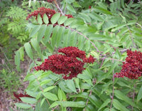 Typhina Trees Growing in Home Garden Landscape