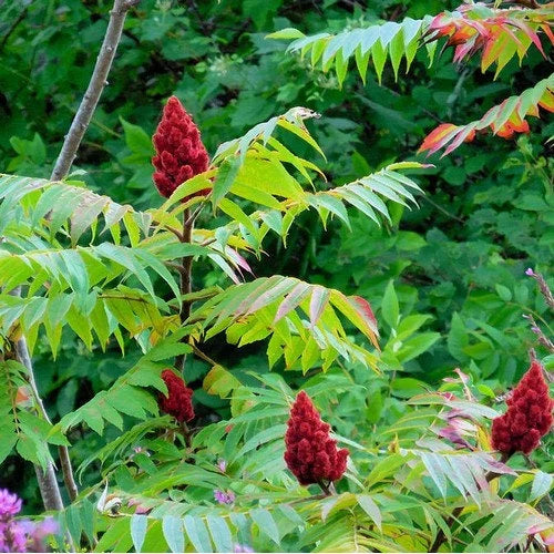 Typhina Tree Planting Seeds for Lush Garden Growth