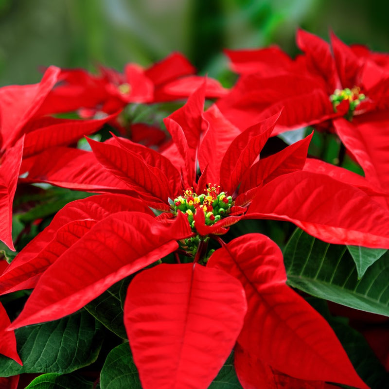 Poinsettia Flower seeds for Planting Easy to Grow Heirloom & GMO Free Seeds for Home Garden