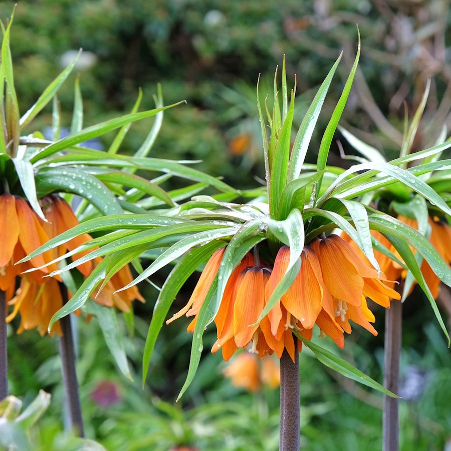 Fritillaria Imperialis Flower Seeds Orange Flower seeds for Planting - Easy to Grow, Heirloom & GMO Free Seeds for Home Garden