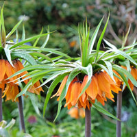 Fritillaria Imperialis Flower Seeds Orange Flower seeds for Planting - Easy to Grow, Heirloom & GMO Free Seeds for Home Garden