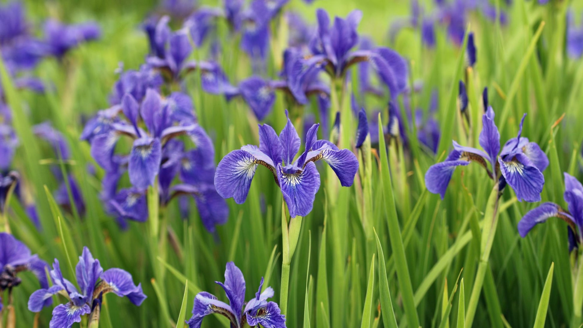 Iris Blue Flower Seeds for Planting - Stunning Perennial Blooms