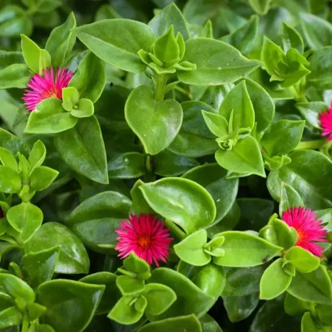 Rose Aptenia Flower seeds for Planting - Easy to Grow, Heirloom & GMO Free Seeds for Home Garden