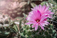 Mixed Mammillaria Flower seeds for Planting Colorful Display Heirloom & GMO Free Seeds for Home Garden
 
 Sale