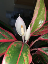 Aglaonema Flower seeds for Planting Cottage Garden Essential Heirloom & GMO Free Seeds for Home Garden