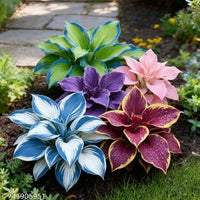 Hosta Mix Flower Planting Seeds for Lush Garden Design - Perennial Seed Collection
