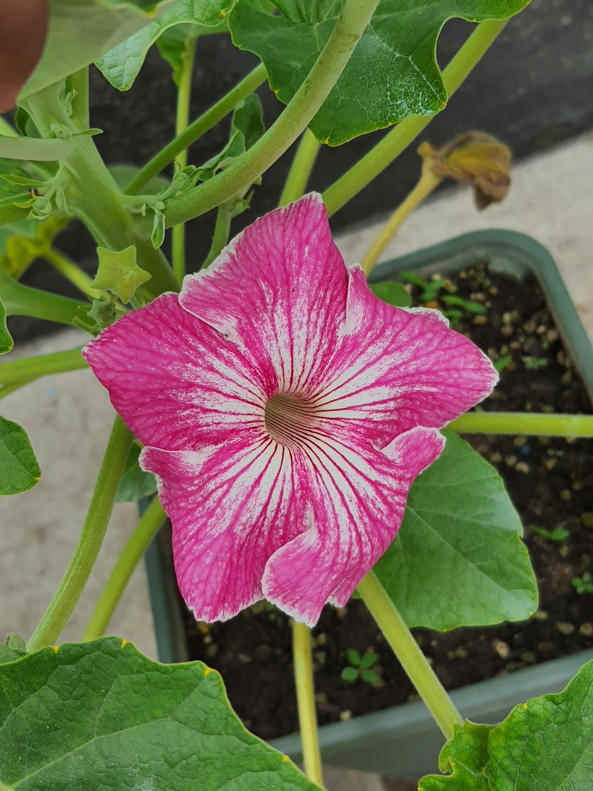 Stellulifera Flower seeds for Planting Cut Flower Favorite Heirloom & GMO Free Seeds for Home Garden
 
 Sale