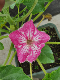Stellulifera Flower seeds for Planting Cut Flower Favorite Heirloom & GMO Free Seeds for Home Garden
 
 Sale