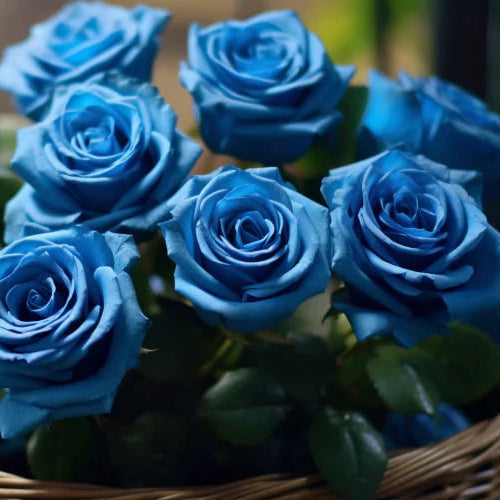 Blue Unique Rose Seeds, Heirloom Non-GMO Compact Roses for Garden Planting