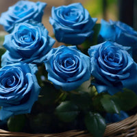Blue Unique Rose Seeds, Heirloom Non-GMO Compact Roses for Garden Planting
