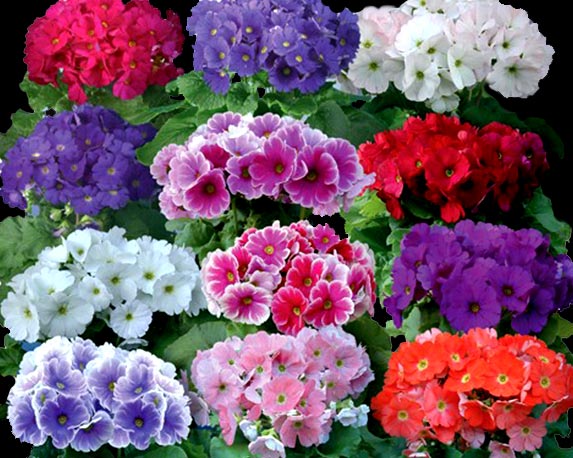 Mixed Primrose OR Primula Obconica Flower Seeds Violet Flower seeds for Planting - Long Bloom Season, Heirloom & GMO Free Seeds for Home Garden