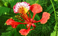 Phoenix Flower seeds for Planting Wildflower Mix Heirloom & GMO Free Seeds for Home Garden 
 
 Sale