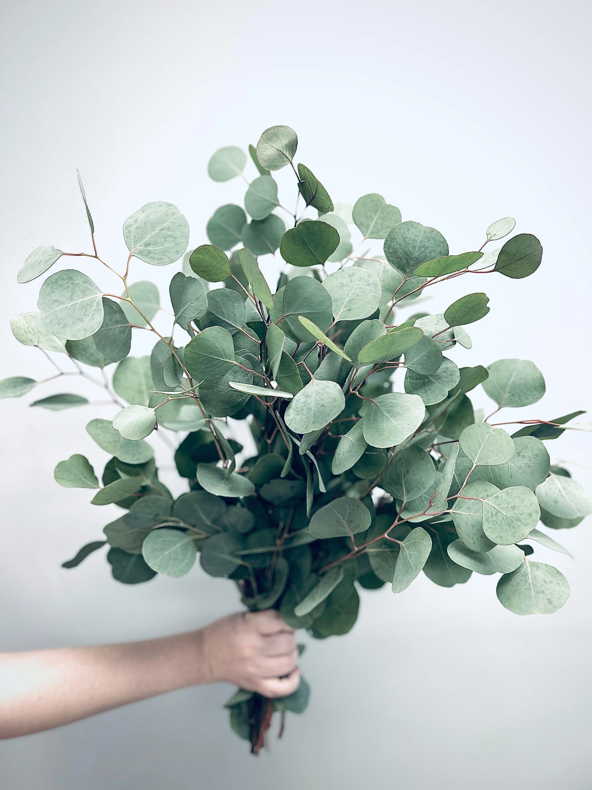 White Perennial Eucalyptus Silver Dollar Flower seeds for Planting Garden Favorite Heirloom & GMO Free Seeds for Home Garden