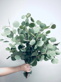 White Perennial Eucalyptus Silver Dollar Flower seeds for Planting Garden Favorite Heirloom & GMO Free Seeds for Home Garden