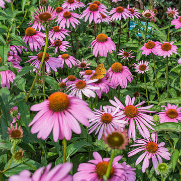 Echinacea (Echinacea Flower) seeds for planting in home garden