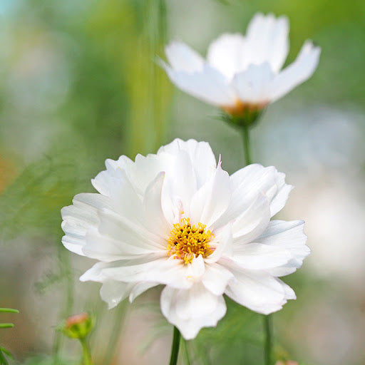 White Cosmos Flower seeds for Planting - Sun Loving, Heirloom & GMO Free Seeds for Home Garden
