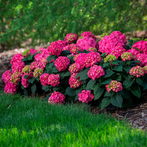 Pink Hydrangea Flower seeds for Planting - Fragrant Blossoms, Heirloom & GMO Free Seeds for Home Garden