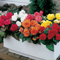 Begonia Flower seeds for Planting Compact Growth Heirloom & GMO Free Seeds for Home Garden