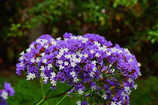 Statice Purple Anziehung Seeds for Stunning Purple Statice Flowers
