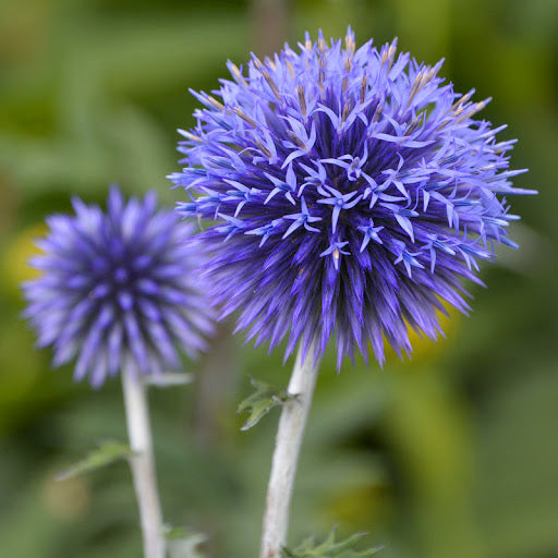 Blue Ritro Flower seeds for Planting - Seasonal Bloomer, Heirloom & GMO Free Seeds for Home Garden