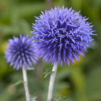 Blue Ritro Flower seeds for Planting - Seasonal Bloomer, Heirloom & GMO Free Seeds for Home Garden