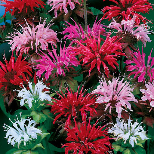 Mixed Panorama Flower seeds for Planting - Fragrant Blossoms, Heirloom & GMO Free Seeds for Home Garden