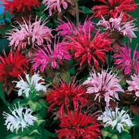 Mixed Panorama Flower seeds for Planting - Fragrant Blossoms, Heirloom & GMO Free Seeds for Home Garden