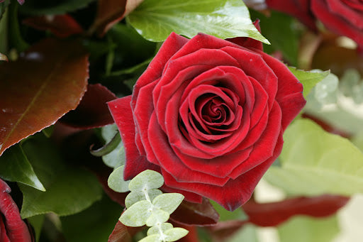 Roses Flower seeds for Planting Premium Quality Heirloom & GMO Free Seeds for Home Garden