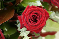 Roses Flower seeds for Planting Premium Quality Heirloom & GMO Free Seeds for Home Garden