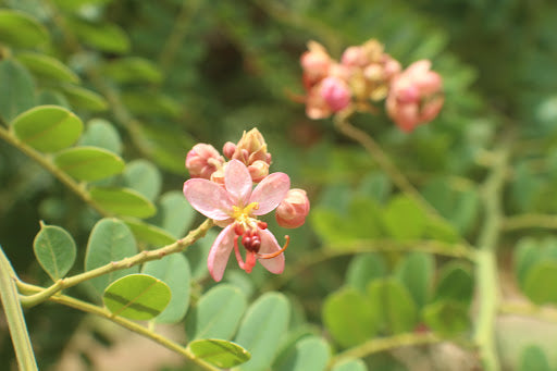 Cassia Marginata Flower seeds for Planting Pollinator Friendly Heirloom & GMO Free Seeds for Home Garden