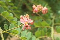 Cassia Marginata Flower seeds for Planting Pollinator Friendly Heirloom & GMO Free Seeds for Home Garden