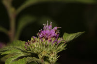 Vernonia Anthelmintica Flower seeds for Planting Cottage Garden Essential Heirloom & GMO Free Seeds for Home Garden