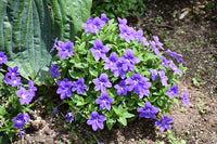 Violet Browallia Flower seeds for Planting - Seasonal Bloomer, Heirloom & GMO Free Seeds for Home Garden