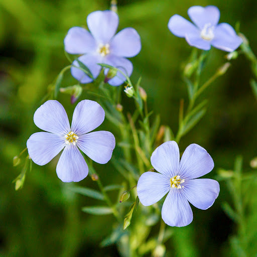 Blue Flax Flower seeds for Planting - Sun Loving, Heirloom & GMO Free Seeds for Home Garden