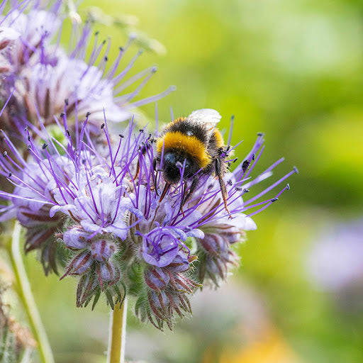 Purple Phacelia Tanacetifolia Flower seeds for Planting - Wildflower Mix, Heirloom & GMO Free Seeds for Home Garden