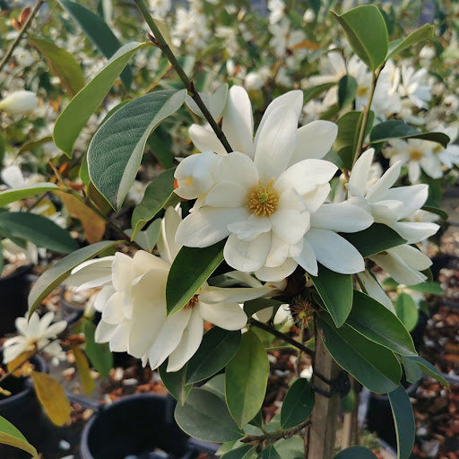 Cream Michelia Flower seeds for Planting - Cut Flower Favorite, Heirloom & GMO Free Seeds for Home Garden