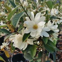 Cream Michelia Flower seeds for Planting - Cut Flower Favorite, Heirloom & GMO Free Seeds for Home Garden