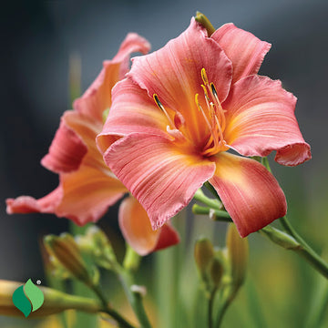 Pink Cream Hemerocallis Flower Seeds for Planting Wildflower Mix Heirloom & GMO Free Seeds for Home Garden
 
 Sale