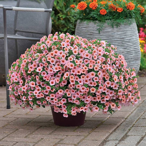 Pink Kabloom Flower seeds for Planting - Low Maintenance, Heirloom & GMO Free Seeds for Home Garden