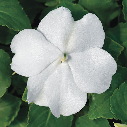 Heirloom Impatiens Flower seeds for Planting Sun Loving Heirloom & GMO Free Seeds for Home Garden