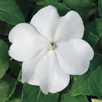Heirloom Impatiens Flower seeds for Planting Sun Loving Heirloom & GMO Free Seeds for Home Garden