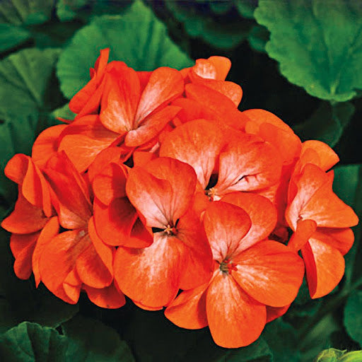 Light Orange Geranium Flower Seeds for Planting Cut Flower Favorite Heirloom & GMO Free Seeds for Home Garden
 
 Sale